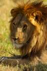 Lion resting, Mara Triangle, Masai Mara Game Reserve, Kenya, Africa Art Print